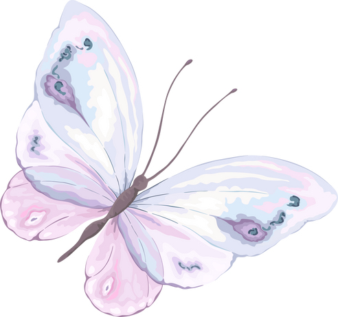 Butterfly Watercolor Illustration